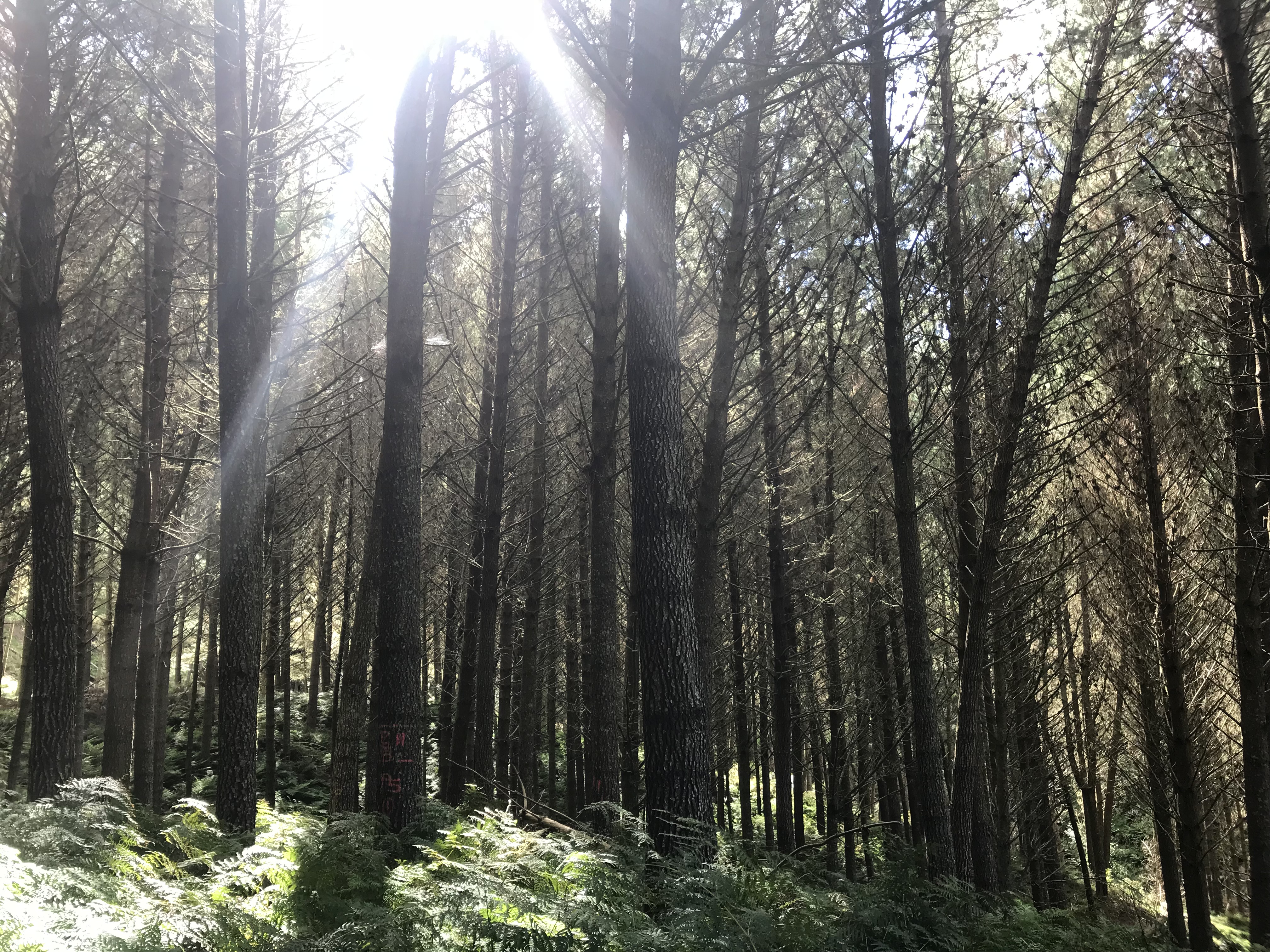 Arapito Partnerships