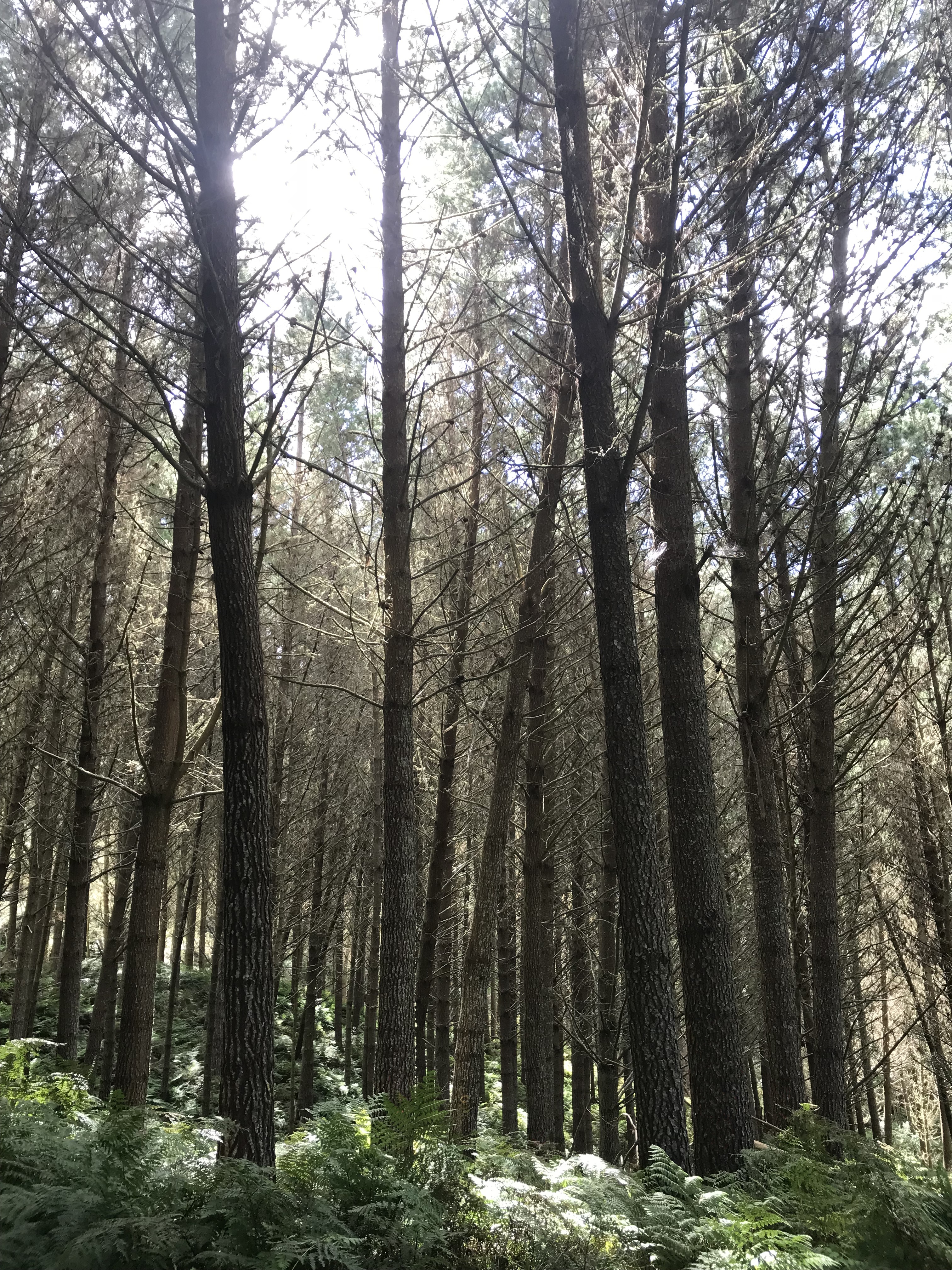 Arapito Partnership 5