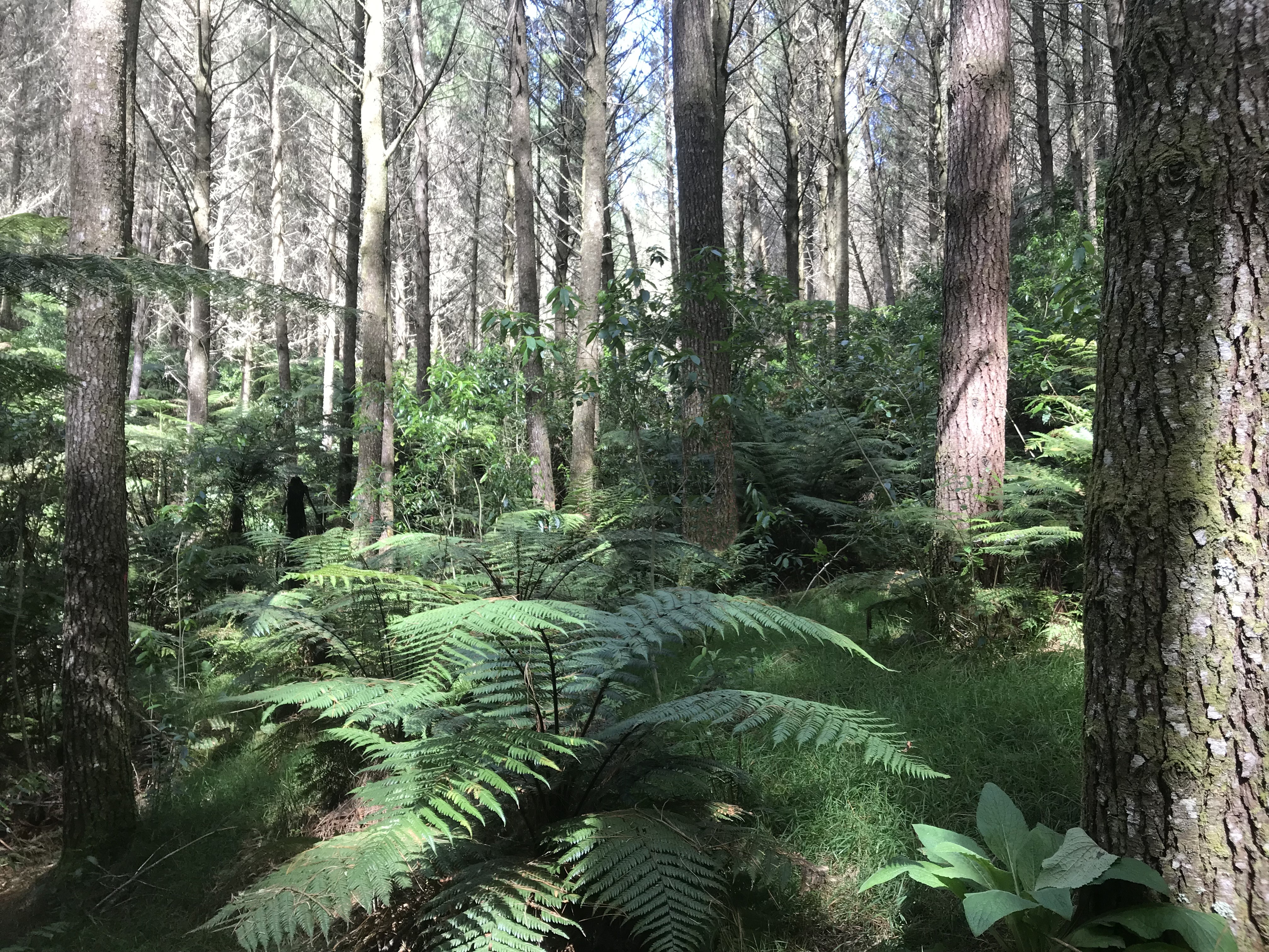 Awakino River Partnership 16