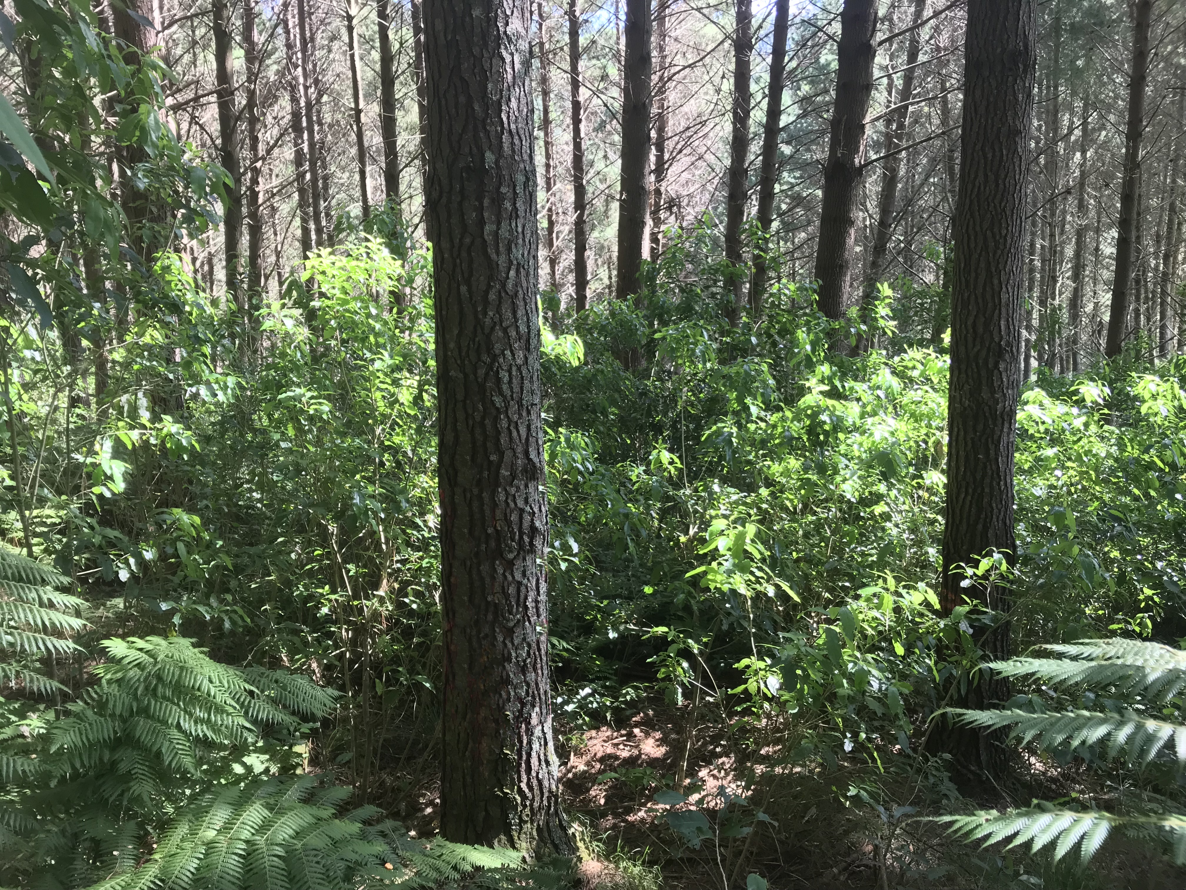 Awakino River Partnerships