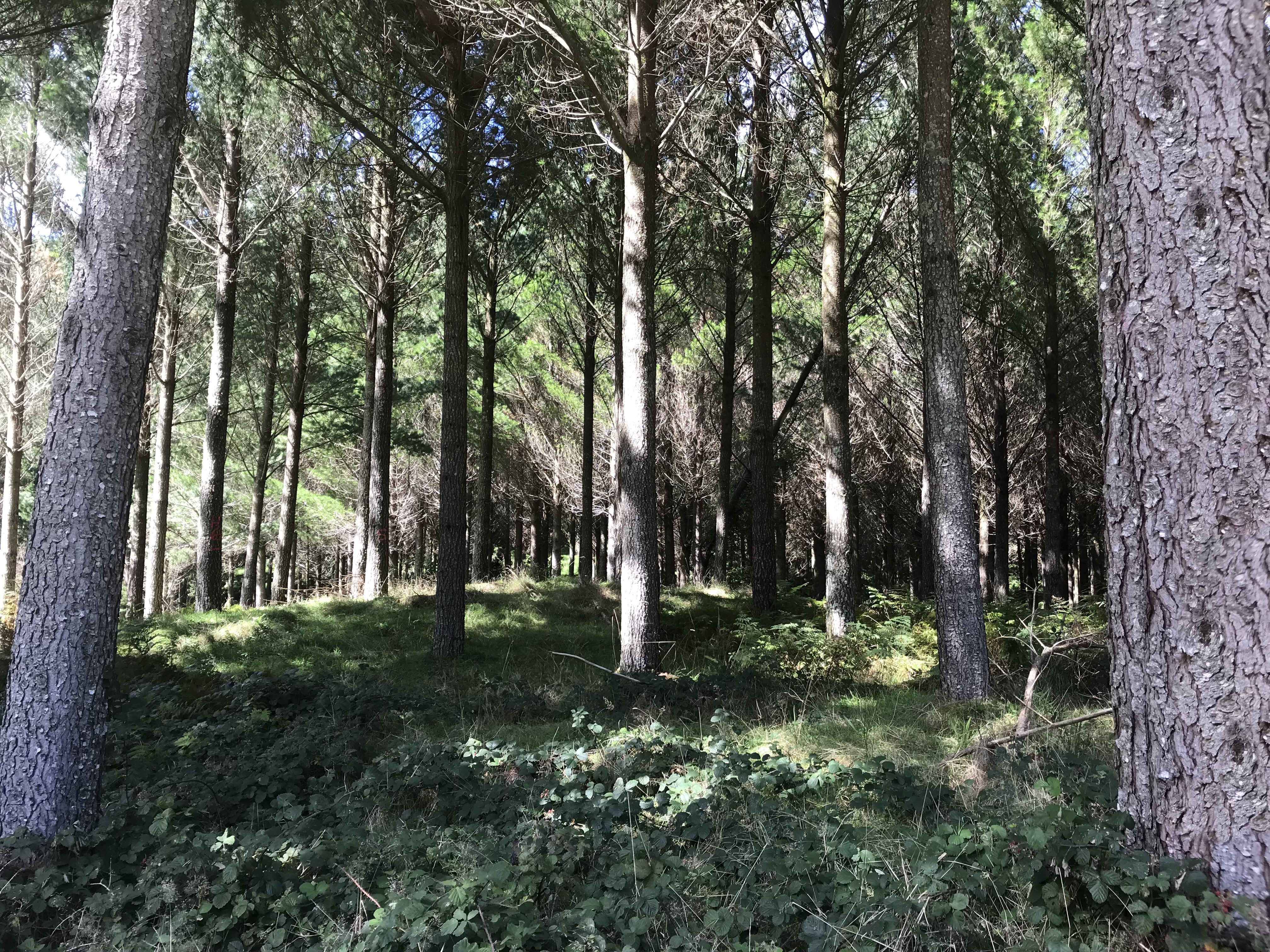 Millennium Partnership