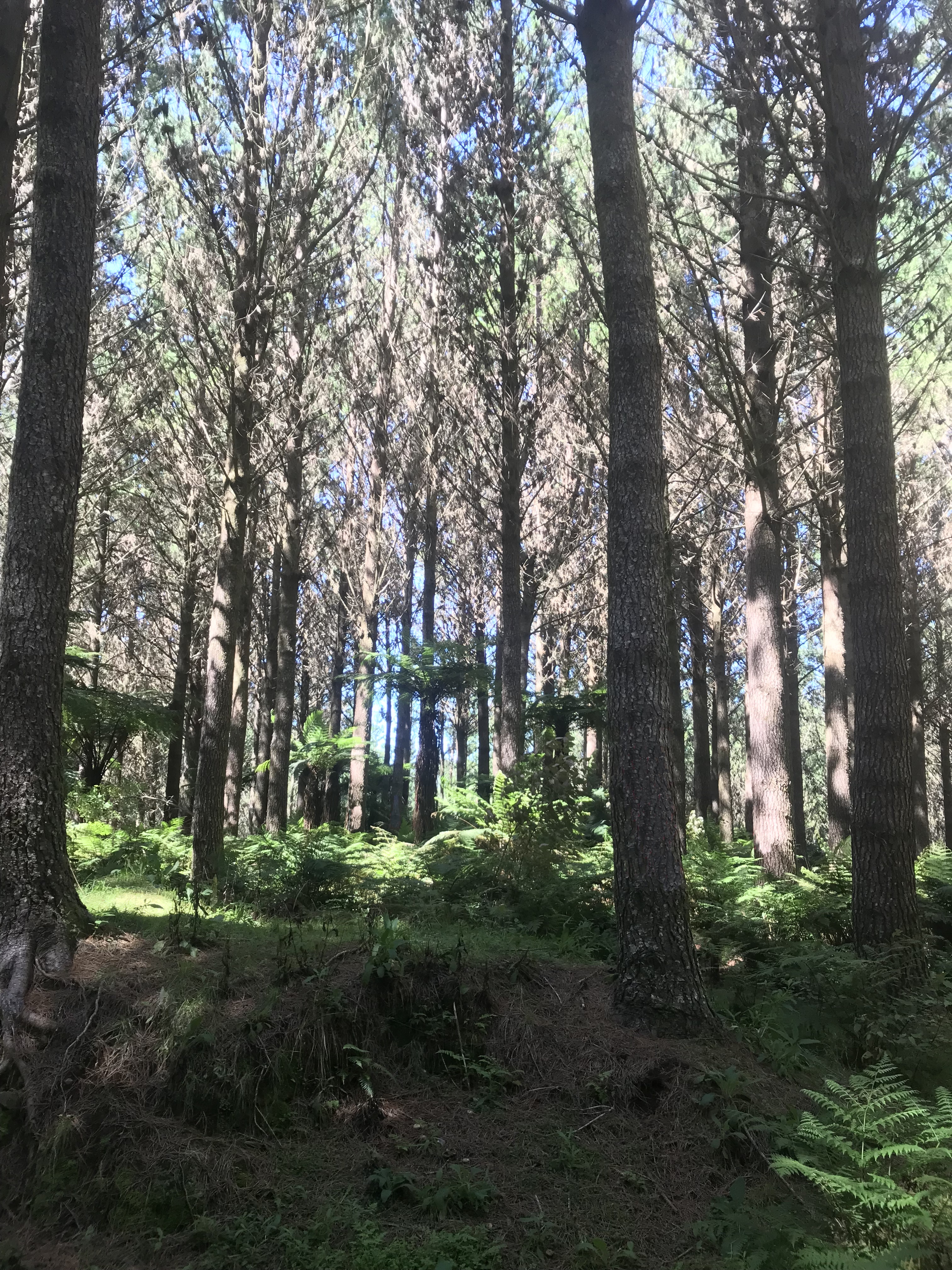 Miners Creek Partnership