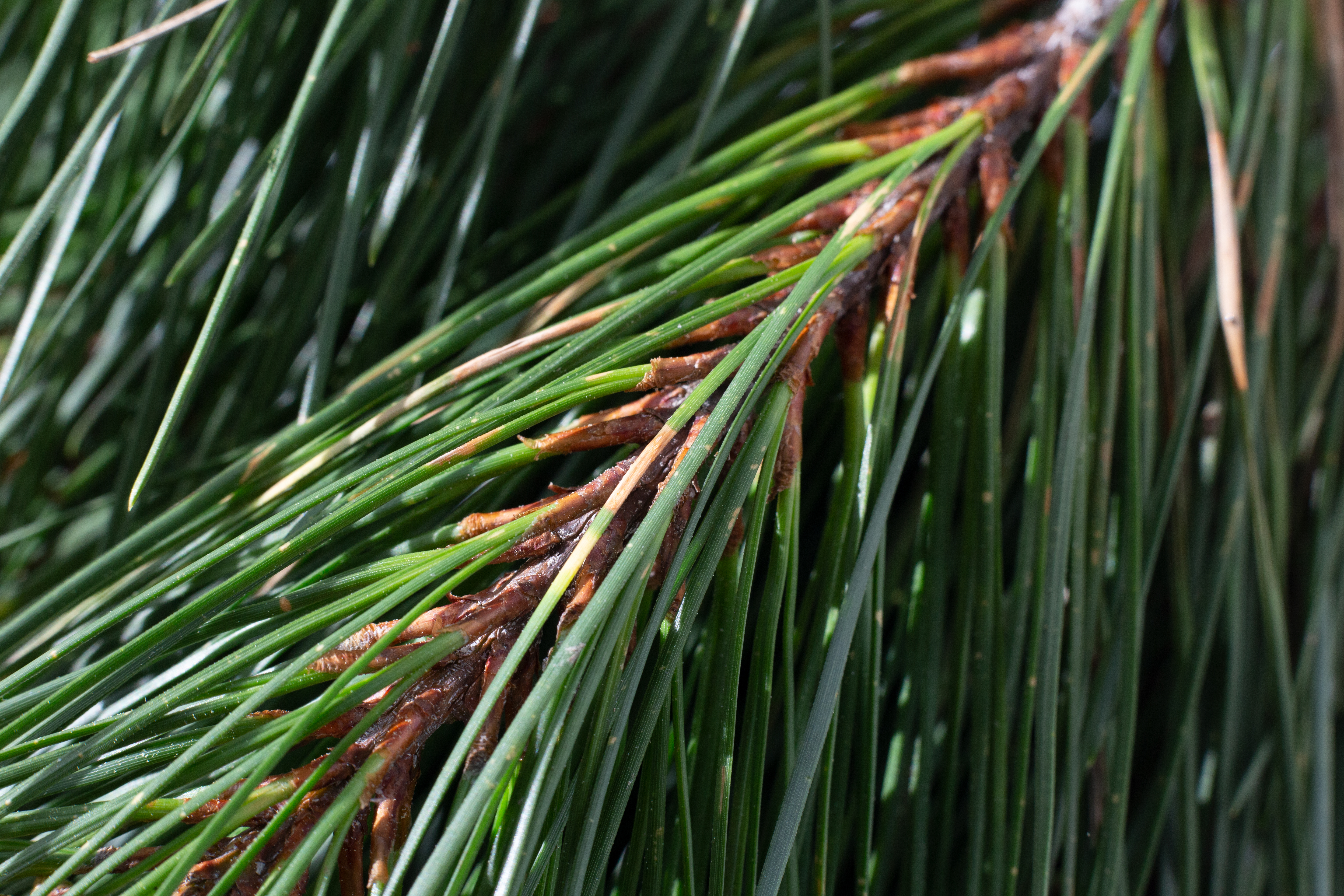 2018 Greenplan Autumn Newsletter